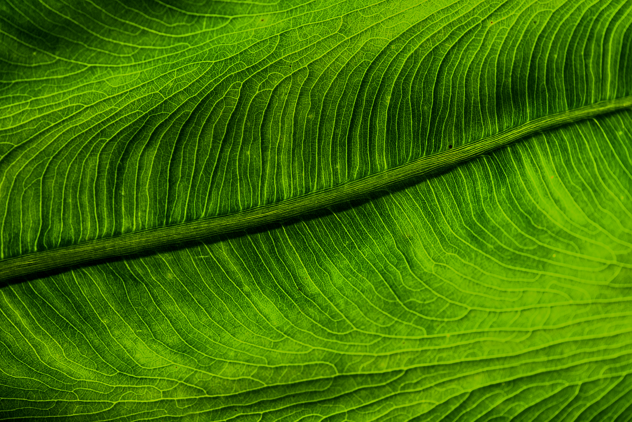 Why Everyone Should Support Eco-Friendly Local Businesses